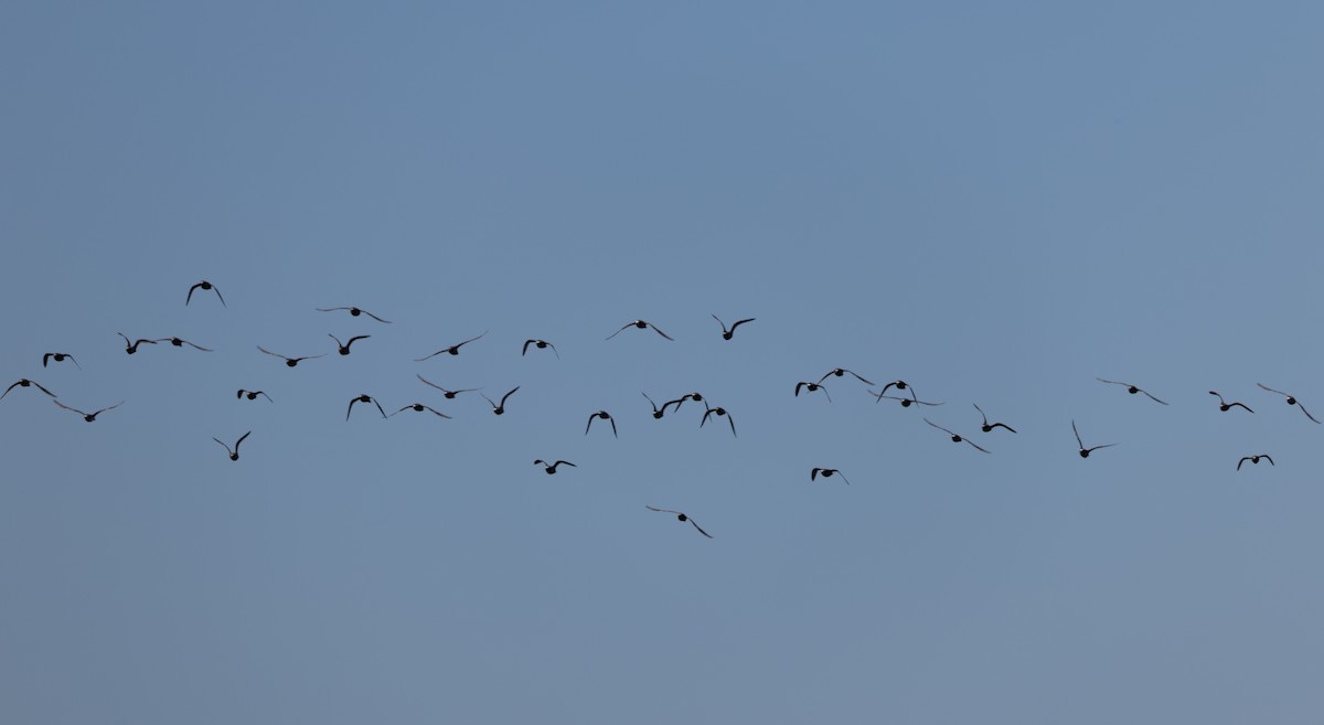 American Golden-Plover - ML641319044