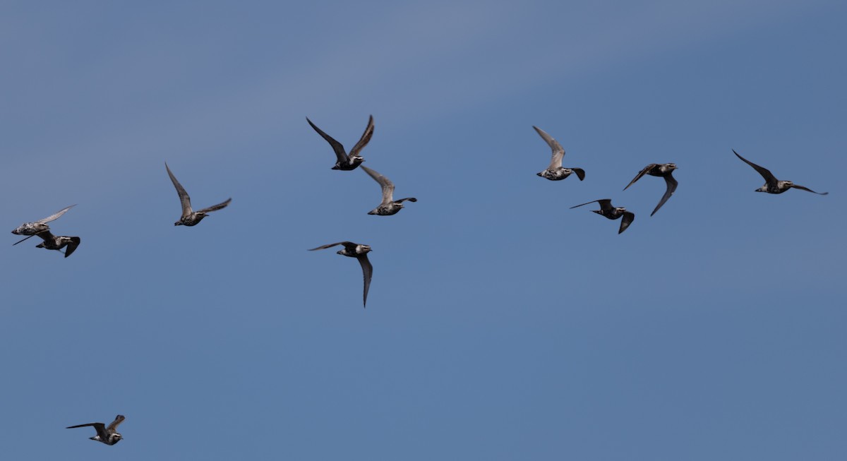 American Golden-Plover - ML641319045