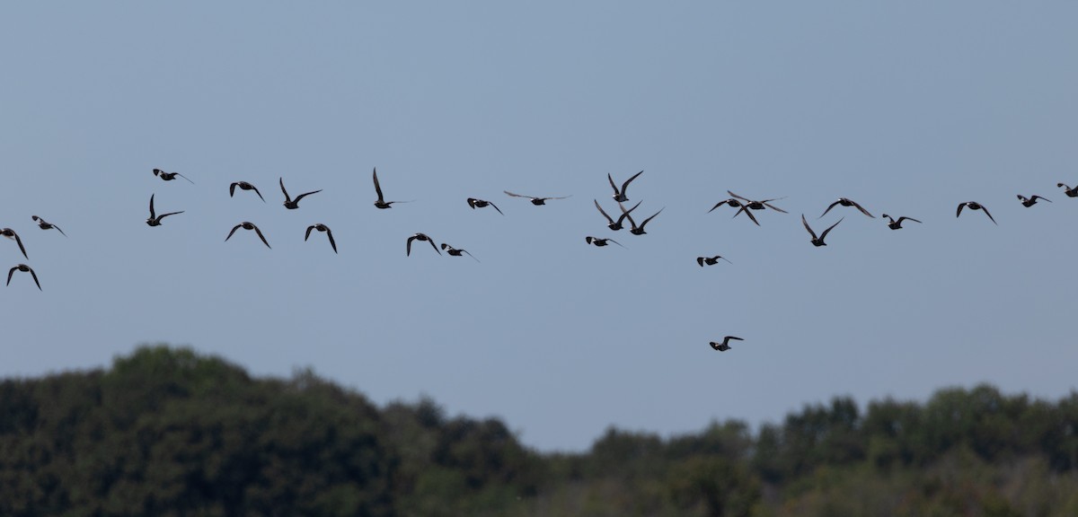 American Golden-Plover - ML641319046