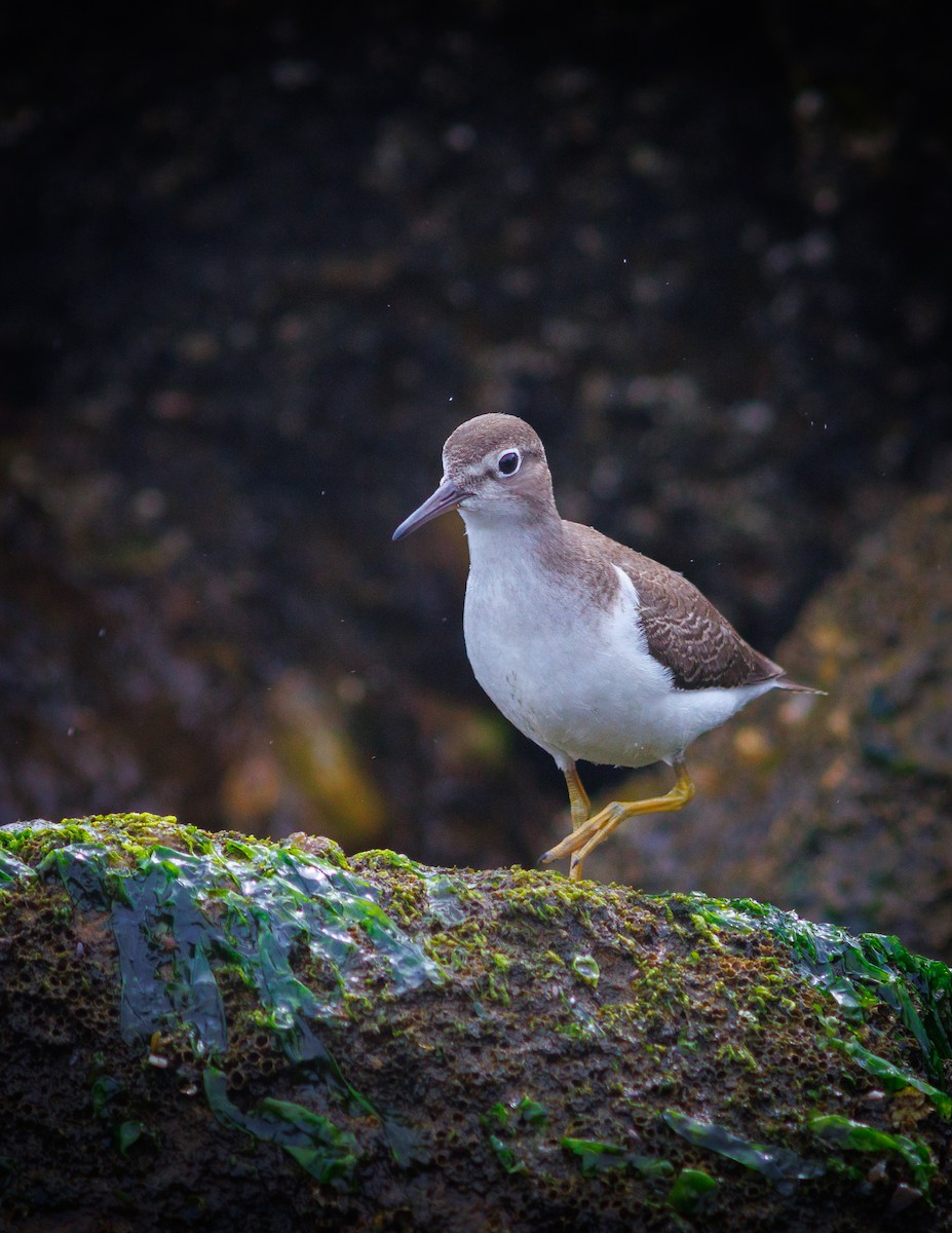 Spotted Sandpiper - ML641319062