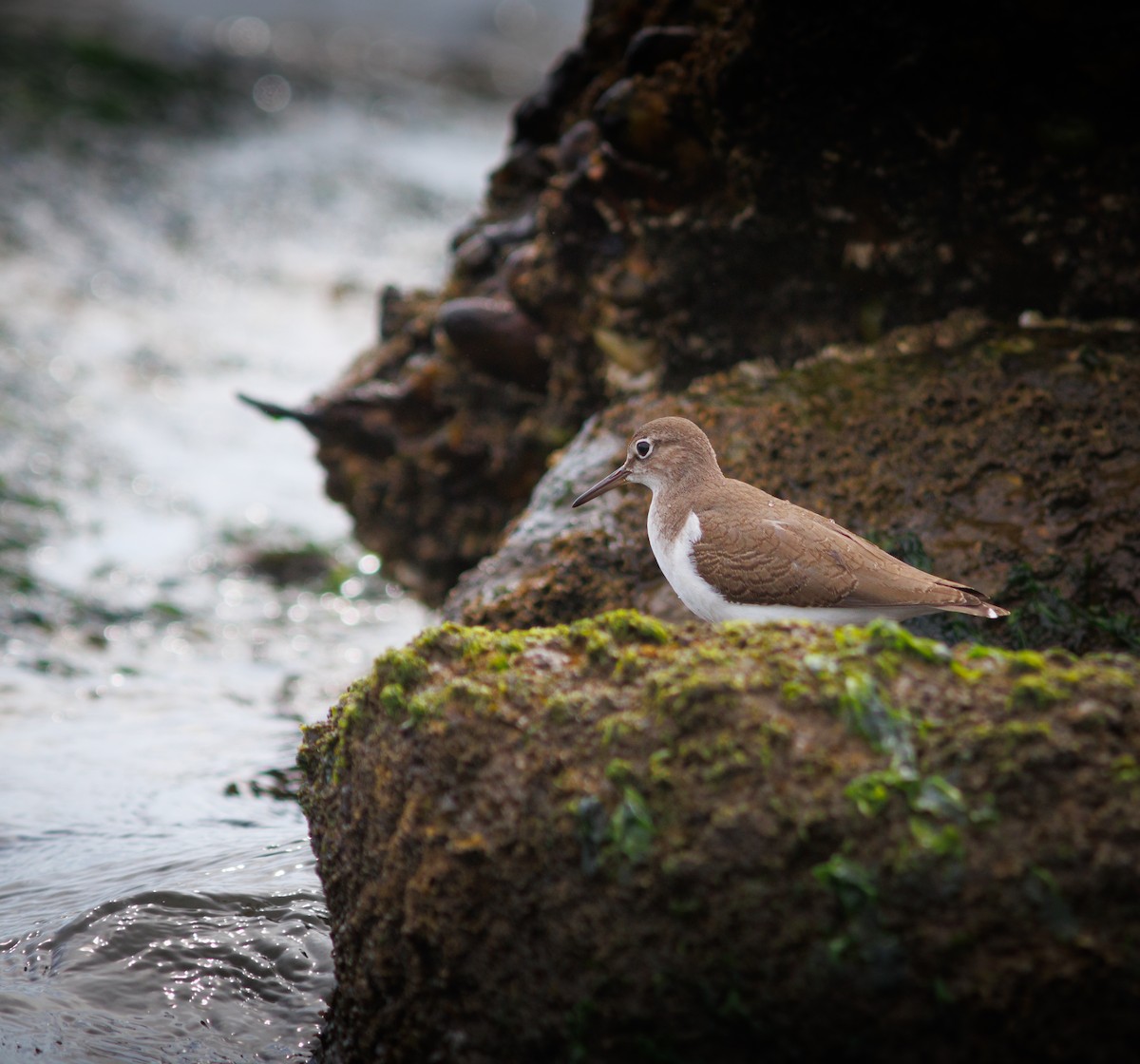 Spotted Sandpiper - ML641319064