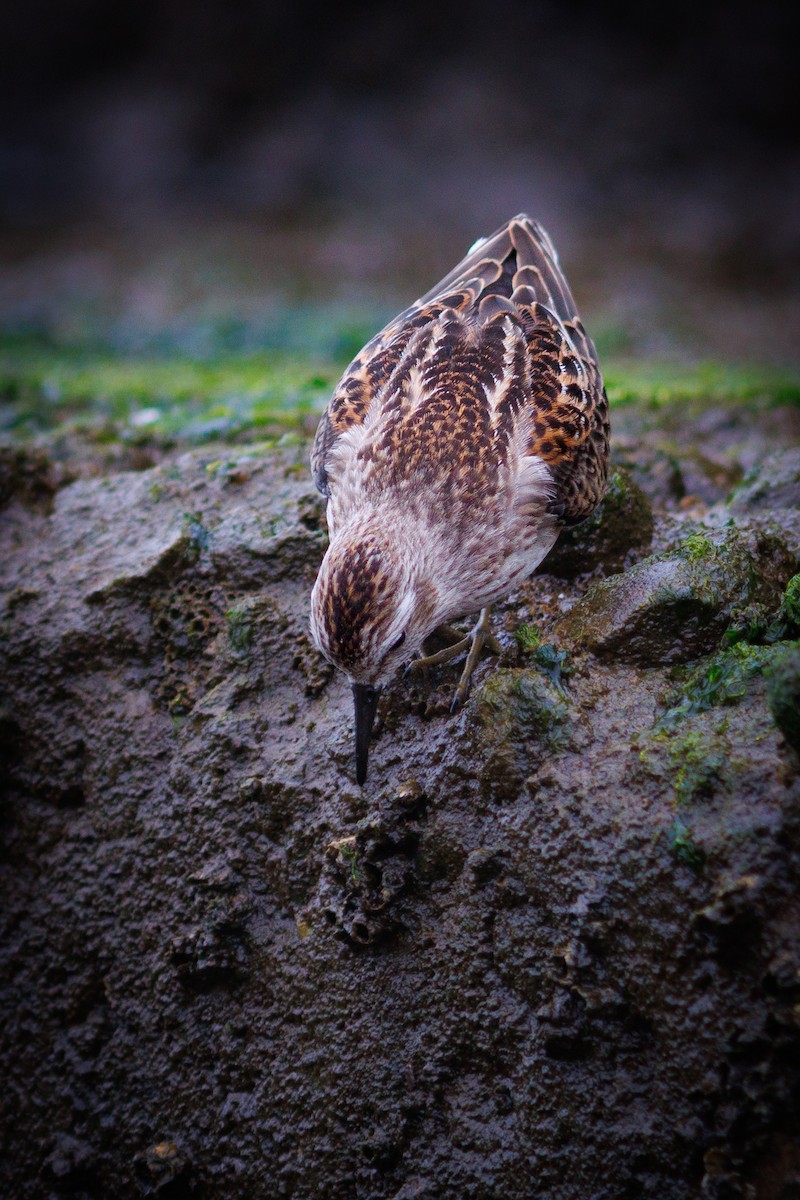 Least Sandpiper - ML641319129