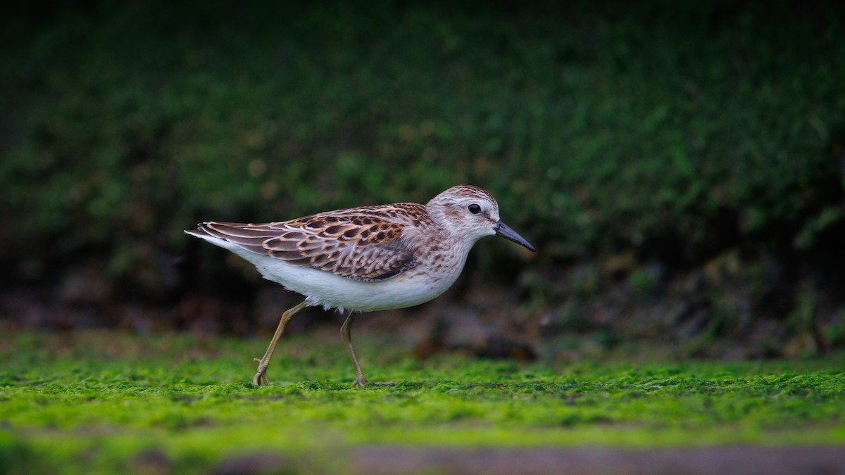 Least Sandpiper - ML641319132