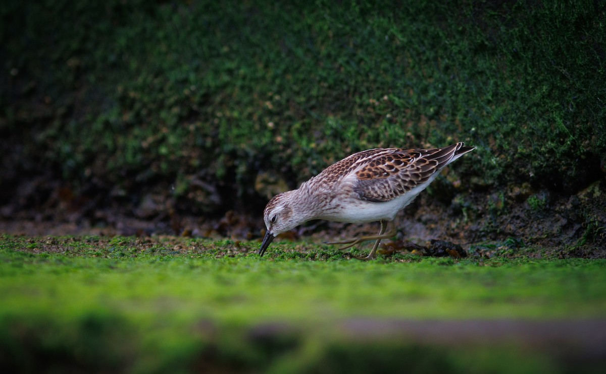 Least Sandpiper - ML641319136