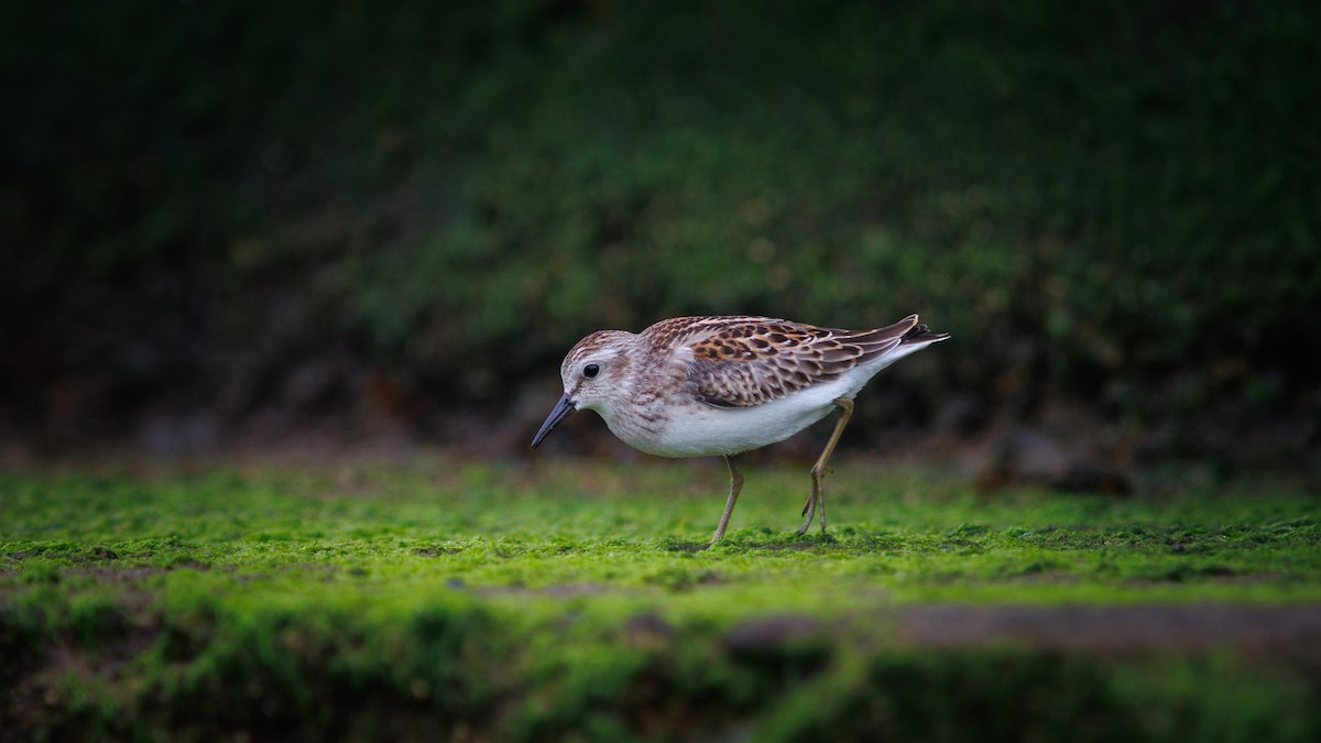 Least Sandpiper - ML641319137