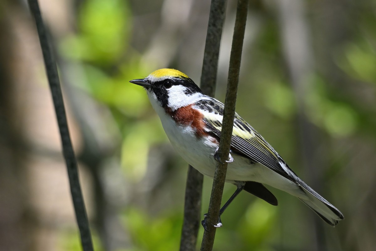 Chestnut-sided Warbler - ML641319170