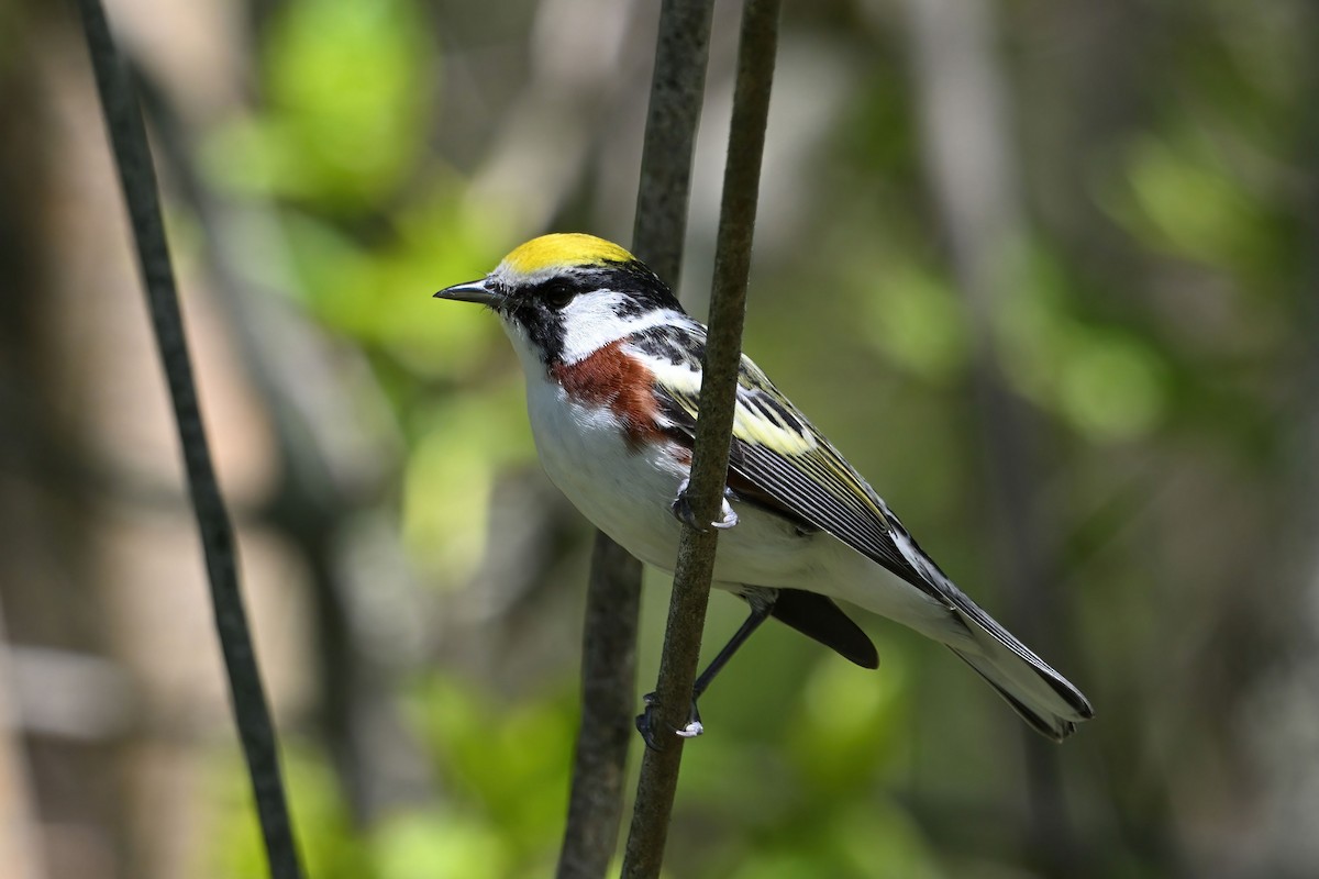 Chestnut-sided Warbler - ML641319171