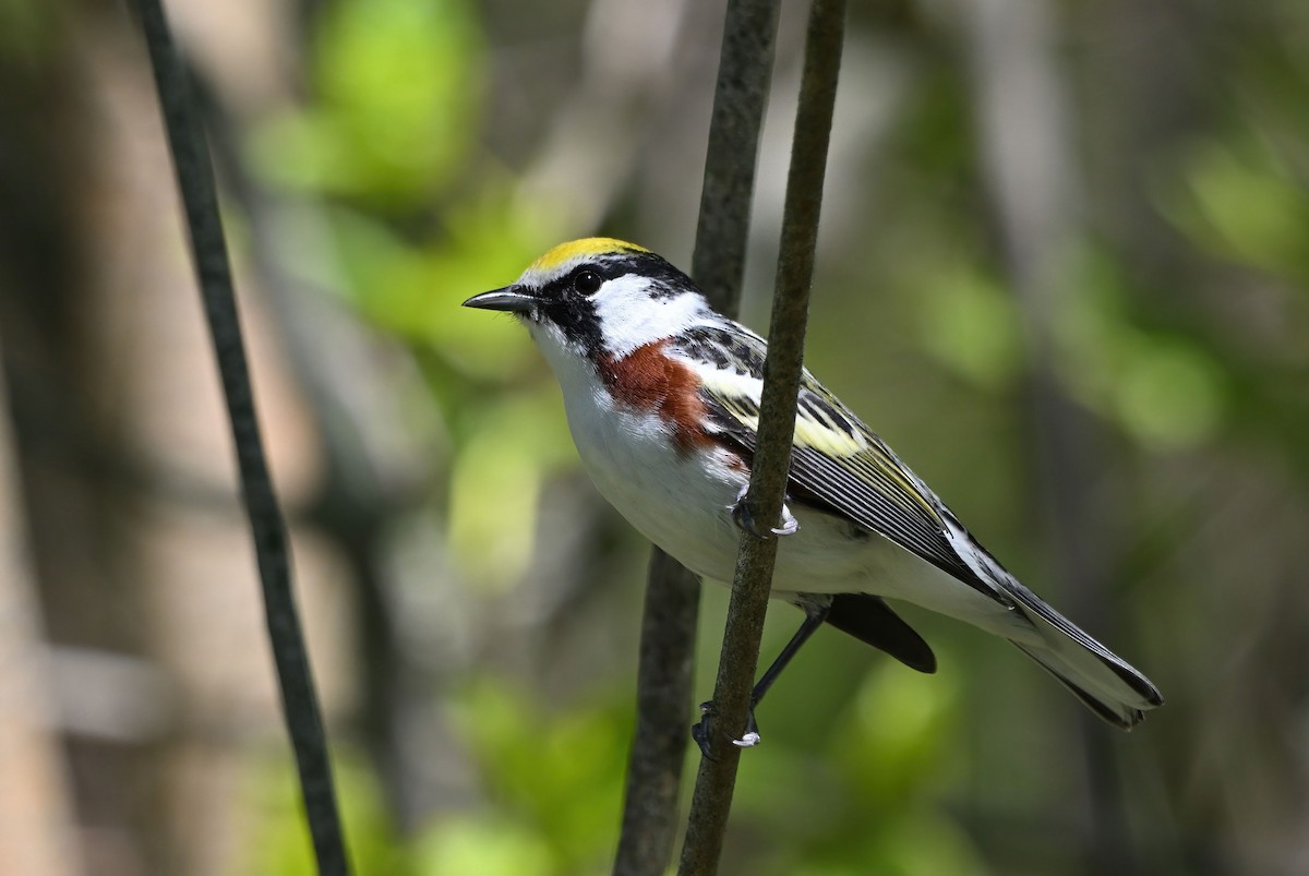 Chestnut-sided Warbler - ML641319173