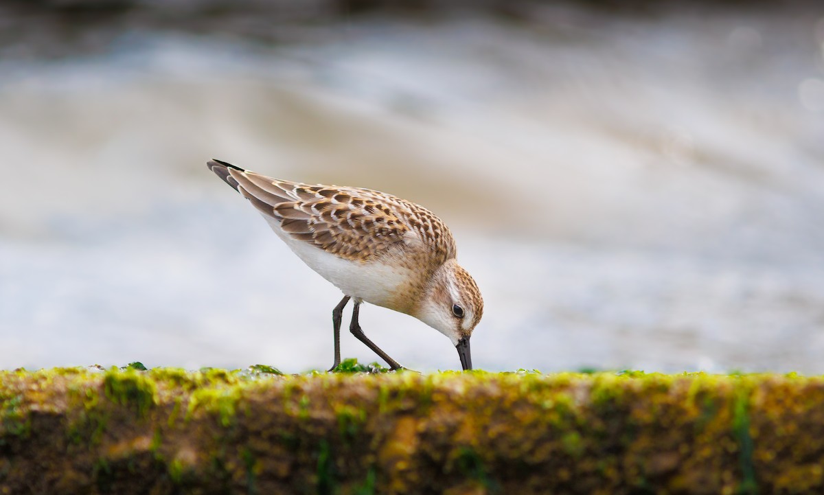 Semipalmated Sandpiper - ML641319189
