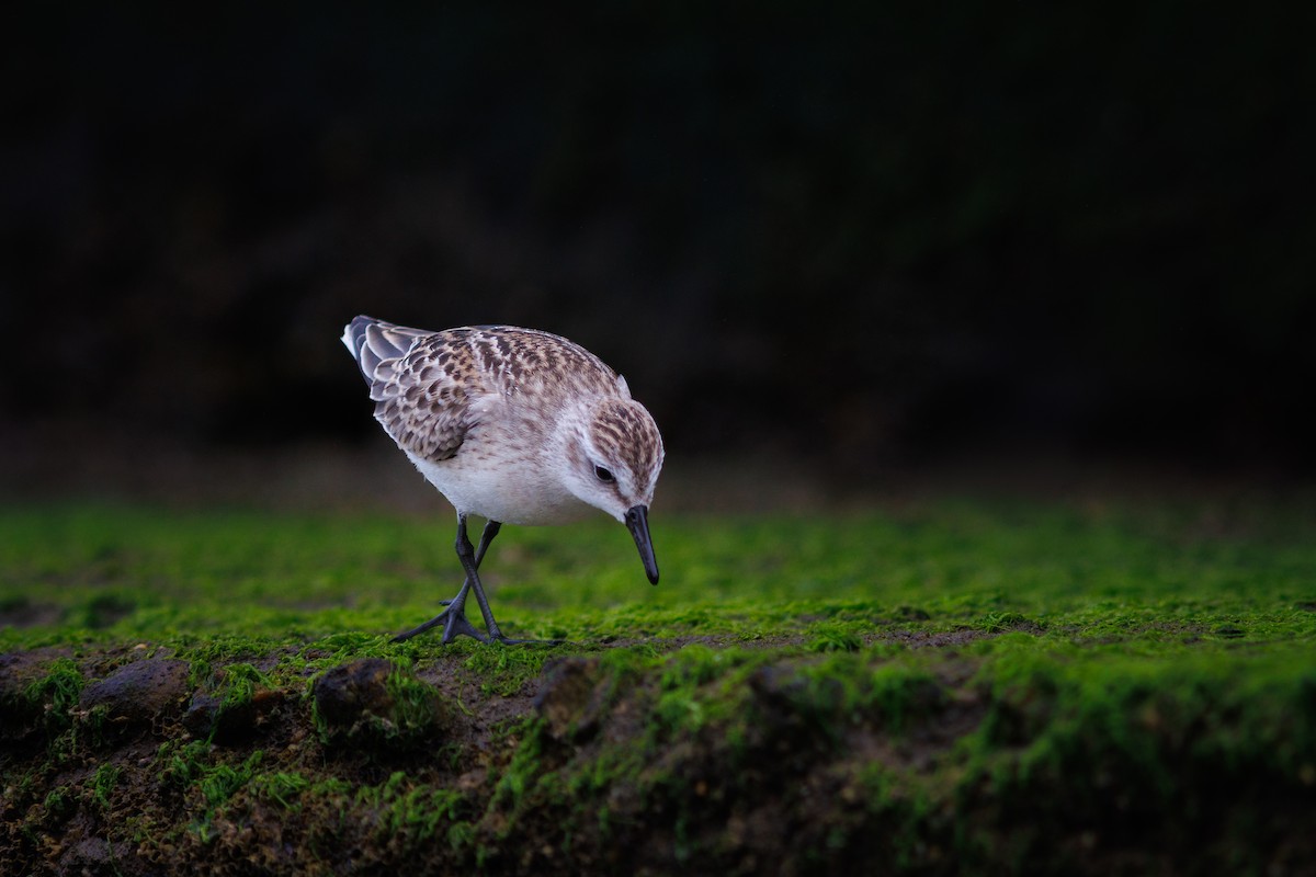 Semipalmated Sandpiper - ML641319190