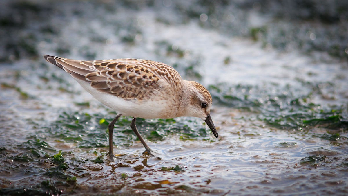 Semipalmated Sandpiper - ML641319193
