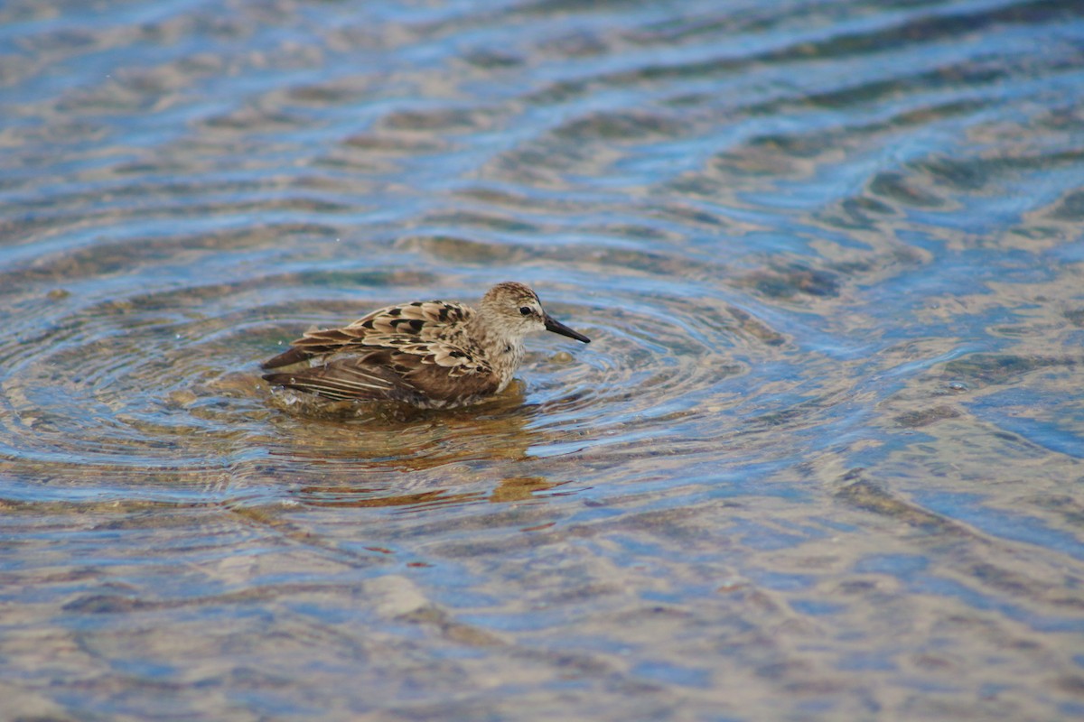 Semipalmated Sandpiper - ML641319207