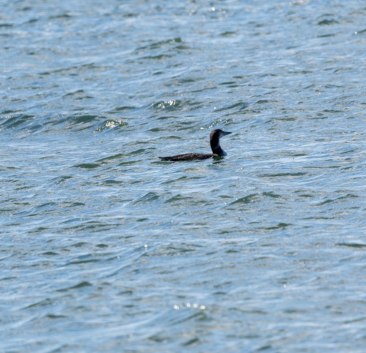 Common Loon - ML641319230