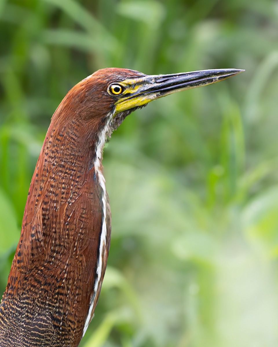 Мраморная тигровая выпь - ML641319246