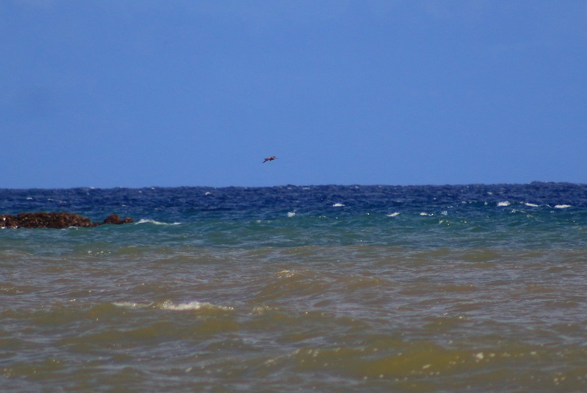 美洲中杓鷸 - ML641319264