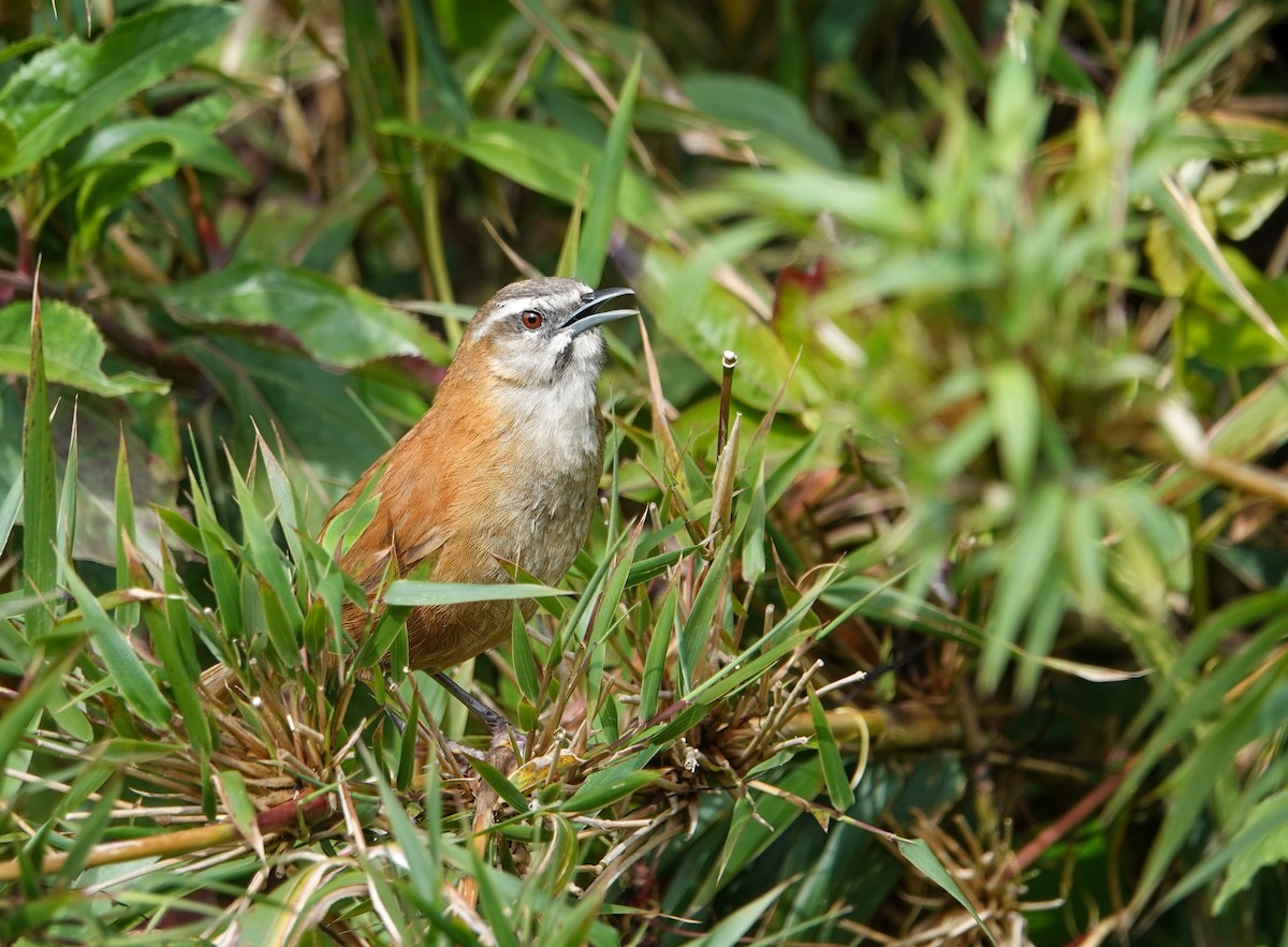 Mantaro Wren (undescribed form) - ML641319270