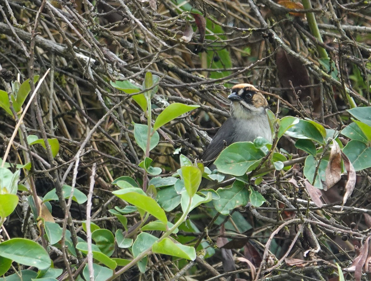 Black-spectacled Brushfinch - ML641319275