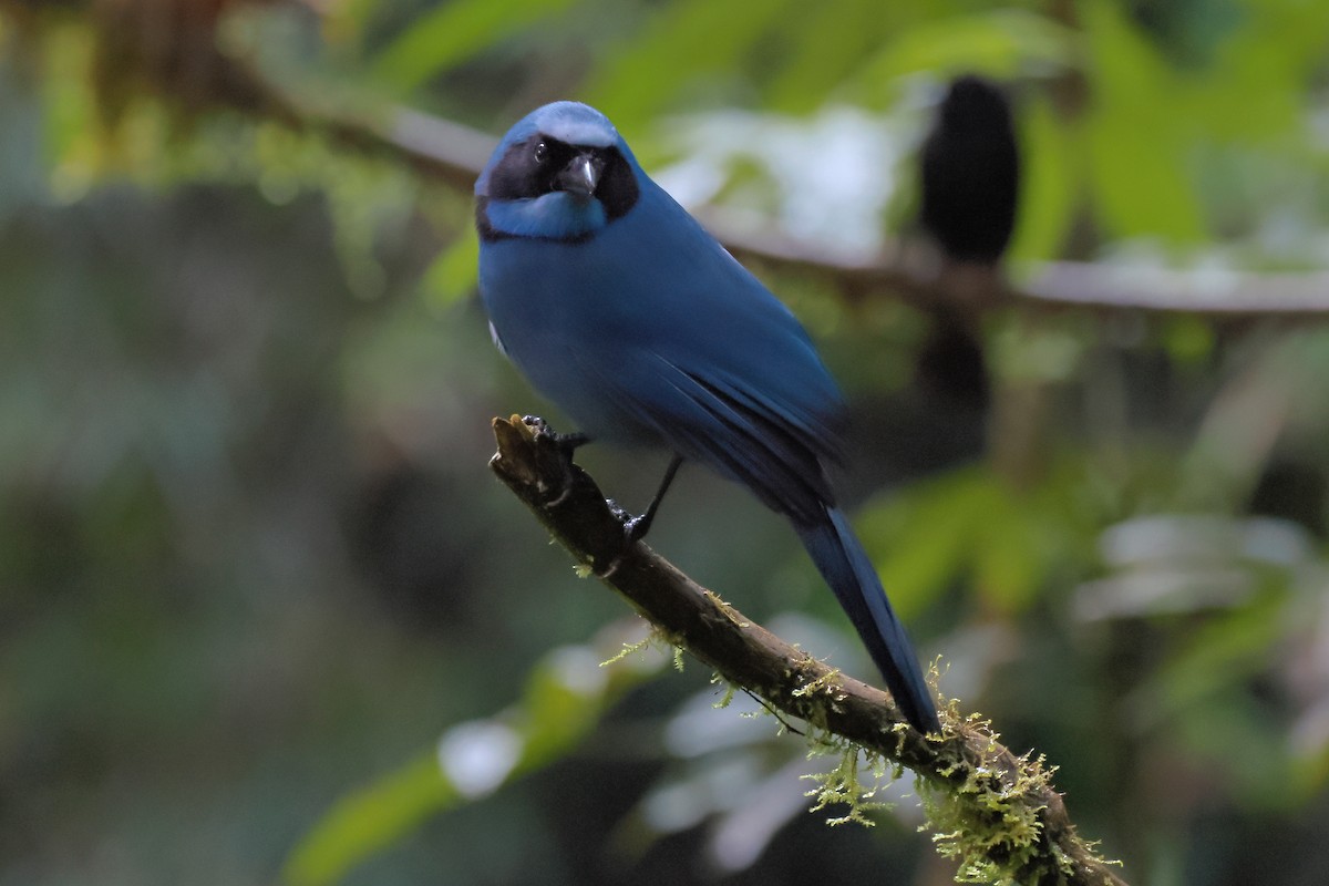 Turquoise Jay - ML641319279