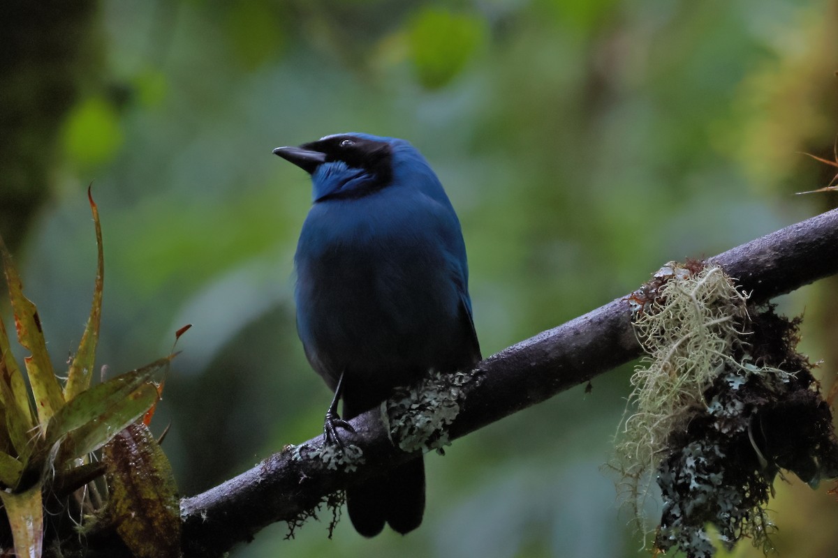 Turquoise Jay - ML641319280