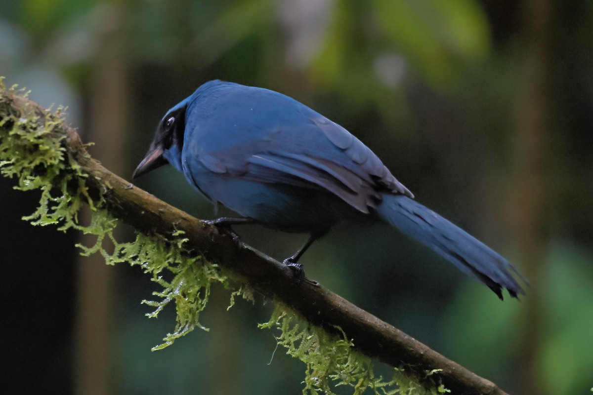 Turquoise Jay - ML641319281