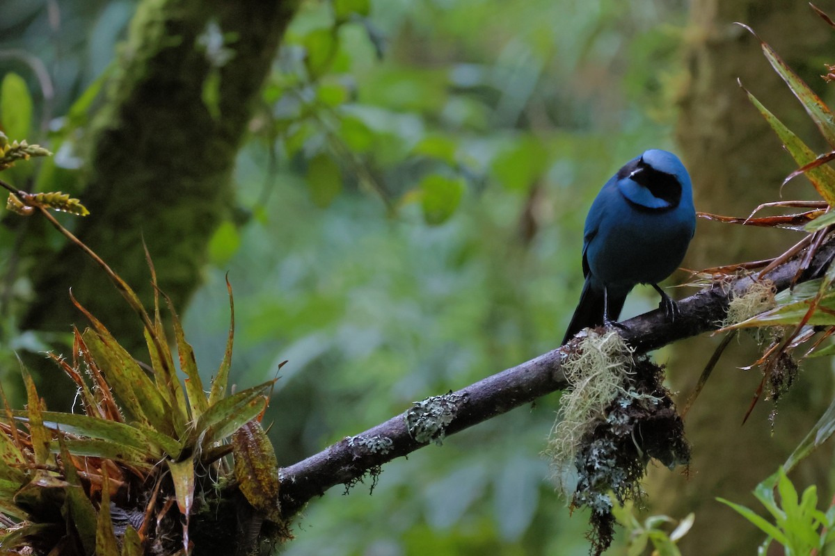 Turquoise Jay - ML641319282