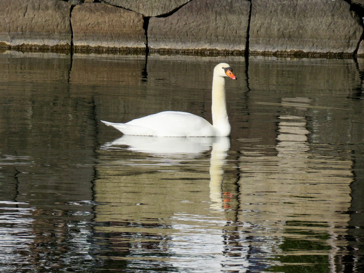 Хуруут хун - ML641319284