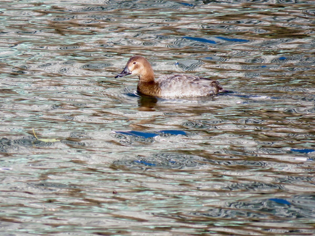 Улаан хүзүүт шумбуур - ML641319298