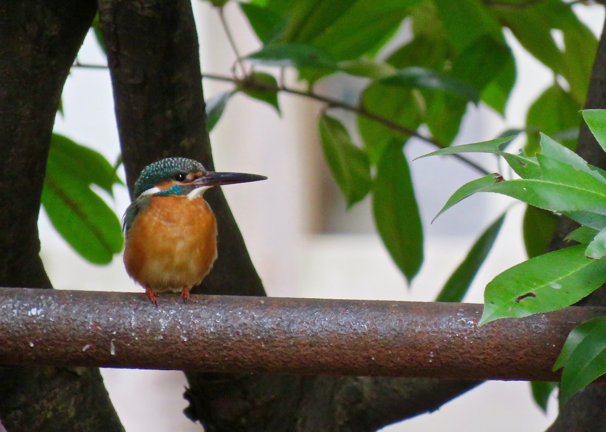 Номин шогшир - ML641319301