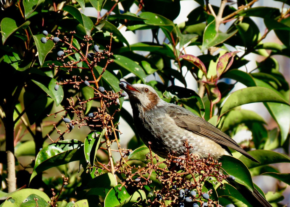 Brown-eared Bulbul - ML641319325