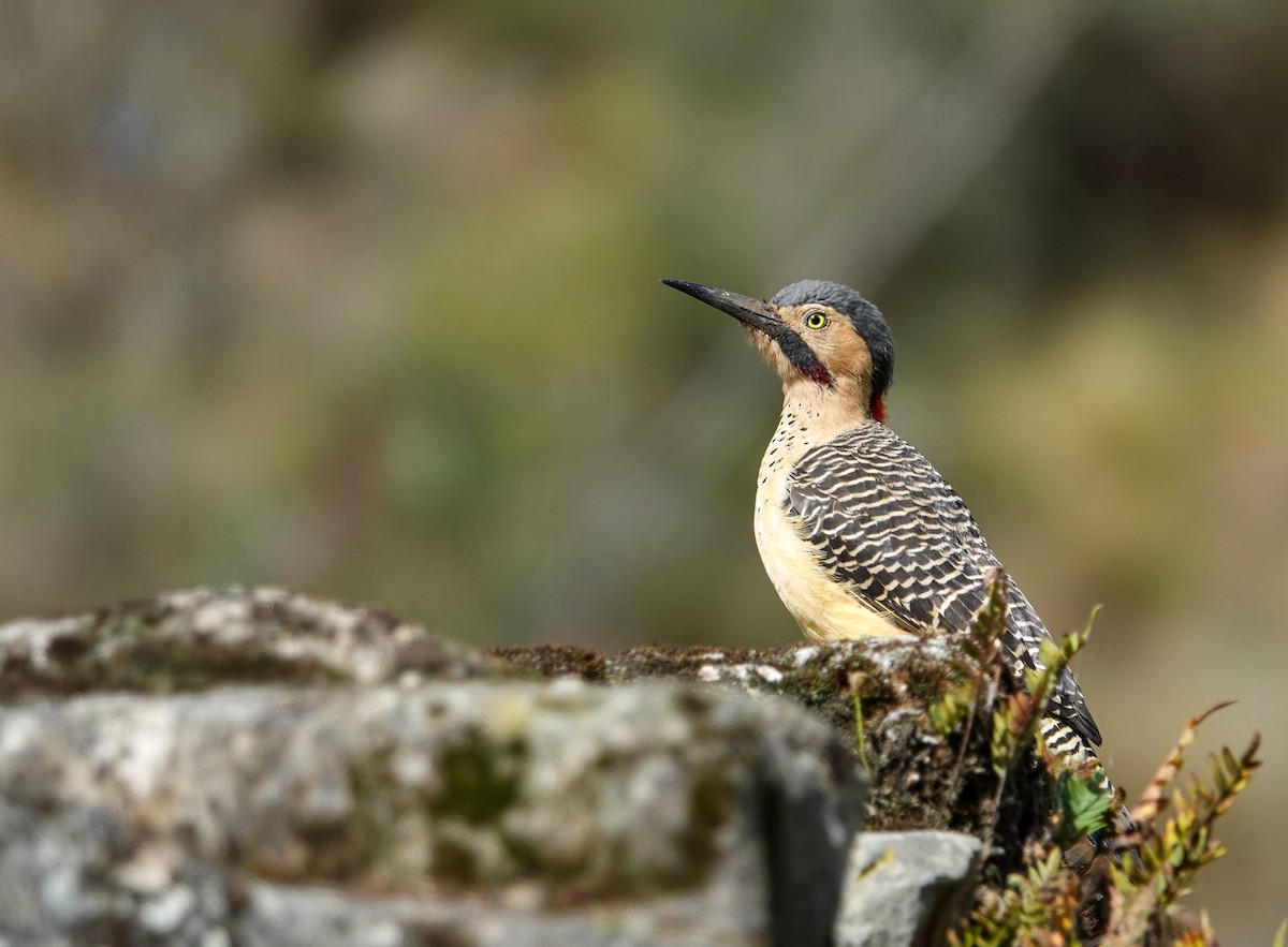 Andean Flicker - ML641319327