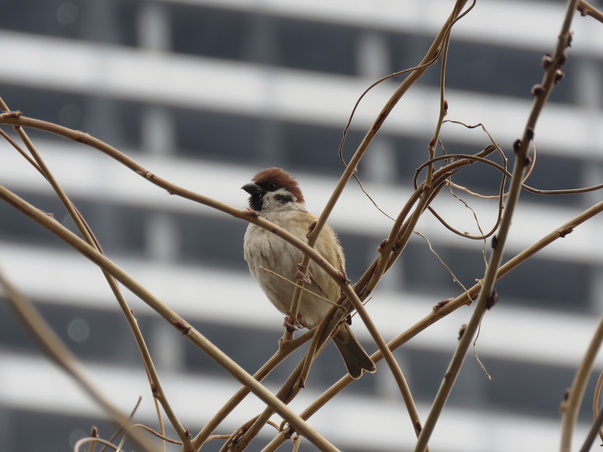 Хээрийн бор шувуу - ML641319339