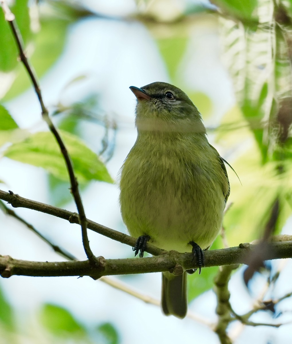 Rough-legged Tyrannulet - ML641319350