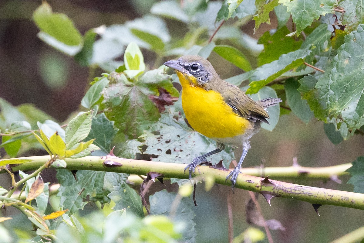 Yellow-breasted Chat - ML641319353