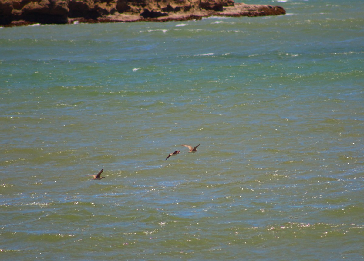 美洲中杓鷸 - ML641319388