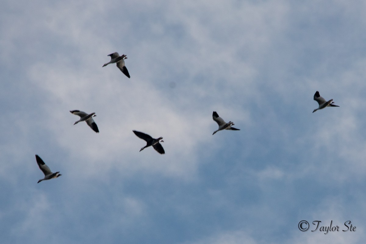 Snow Goose - ML641319535