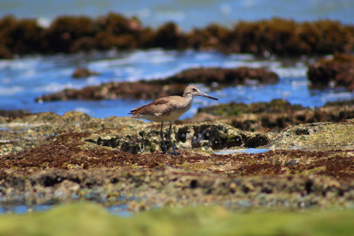 Willet - ML641319542