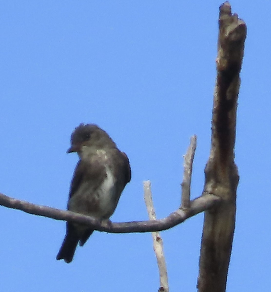Olive-sided Flycatcher - ML641319548
