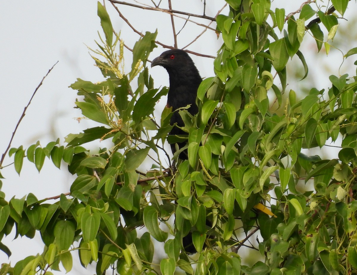 Greater Coucal - ML641319610