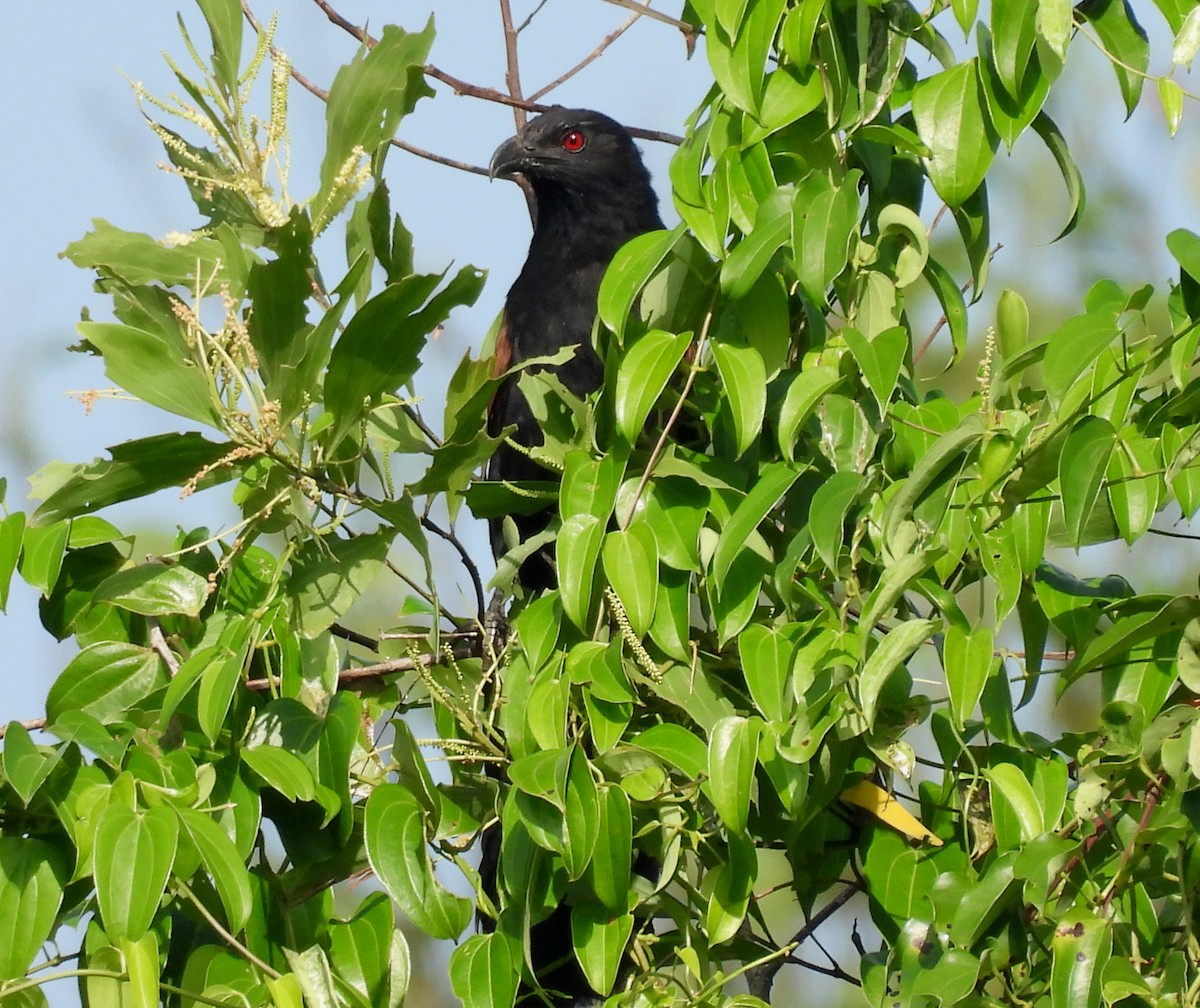 Greater Coucal - ML641319629
