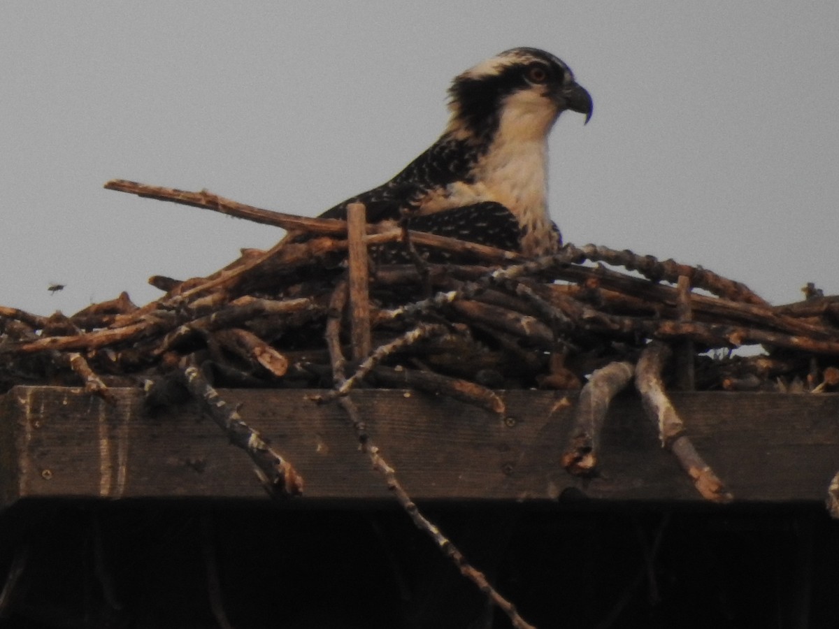 Osprey - ML641319645