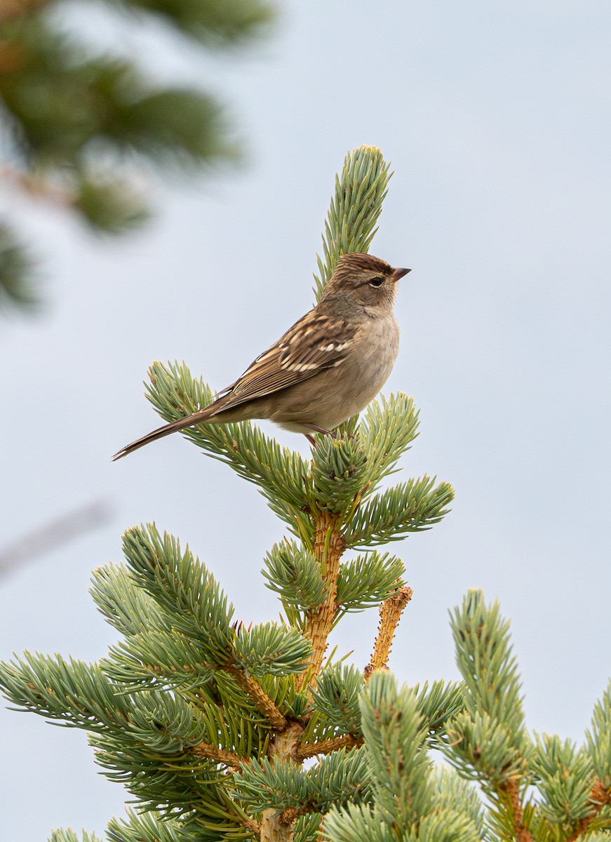 White-crowned Sparrow - ML641319726