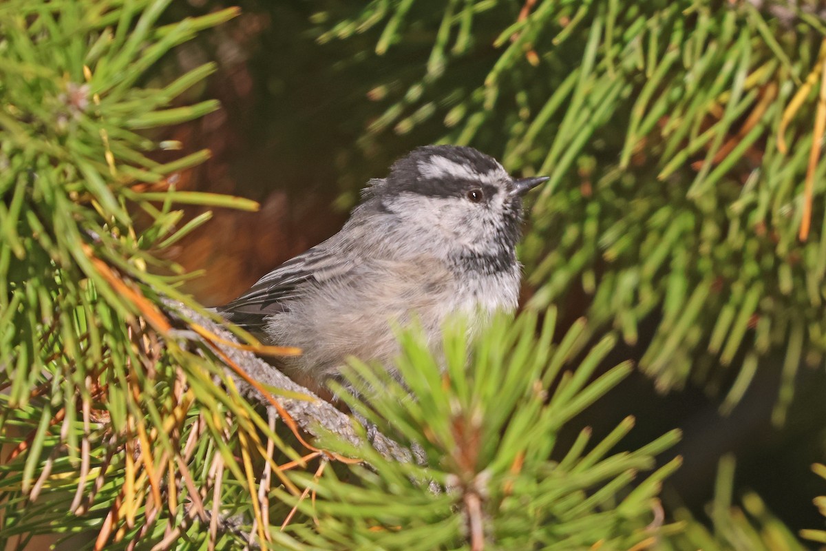 Mésange de Gambel (groupe gambeli) - ML641319732