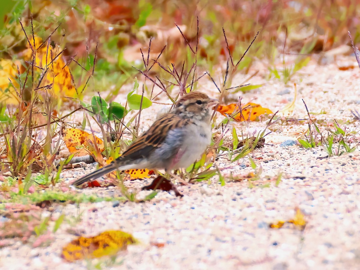 Chipping Sparrow - ML641319766
