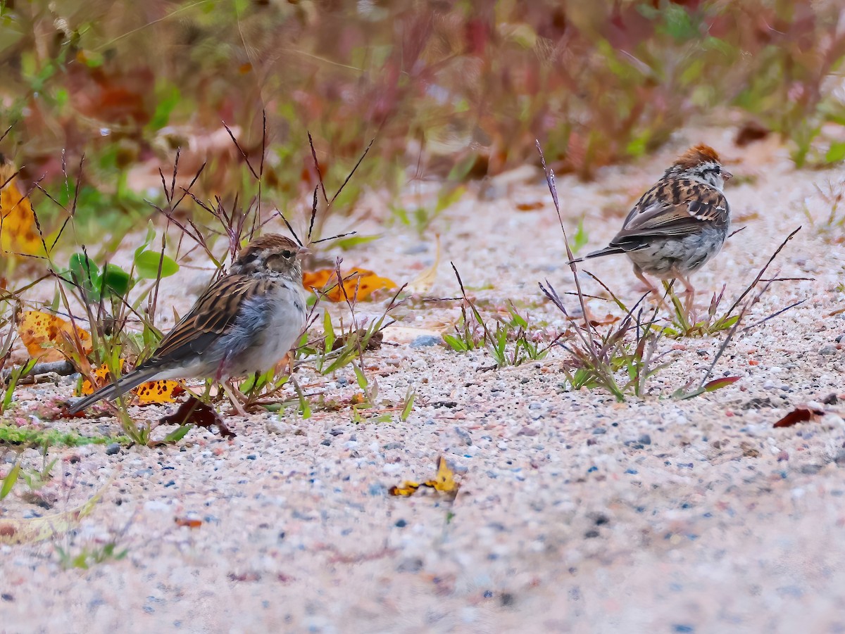 Chipping Sparrow - ML641319768
