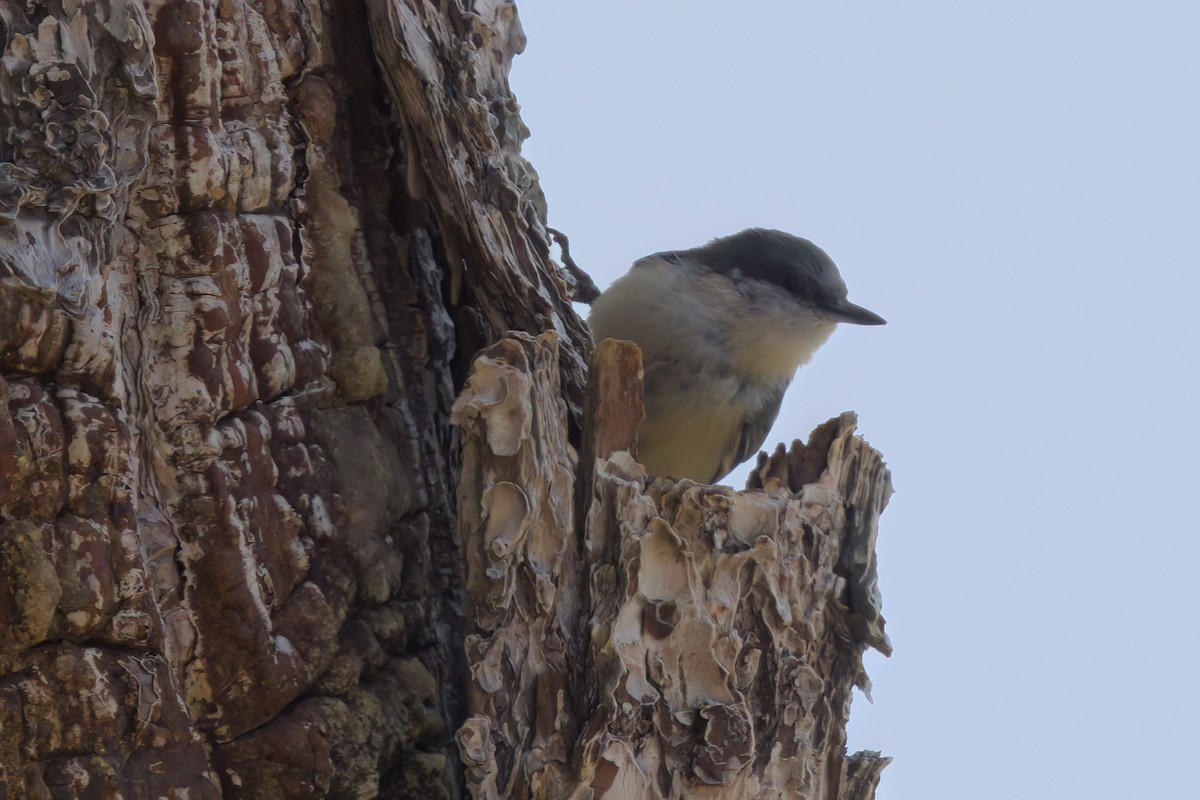 Pygmy Nuthatch - ML641319817