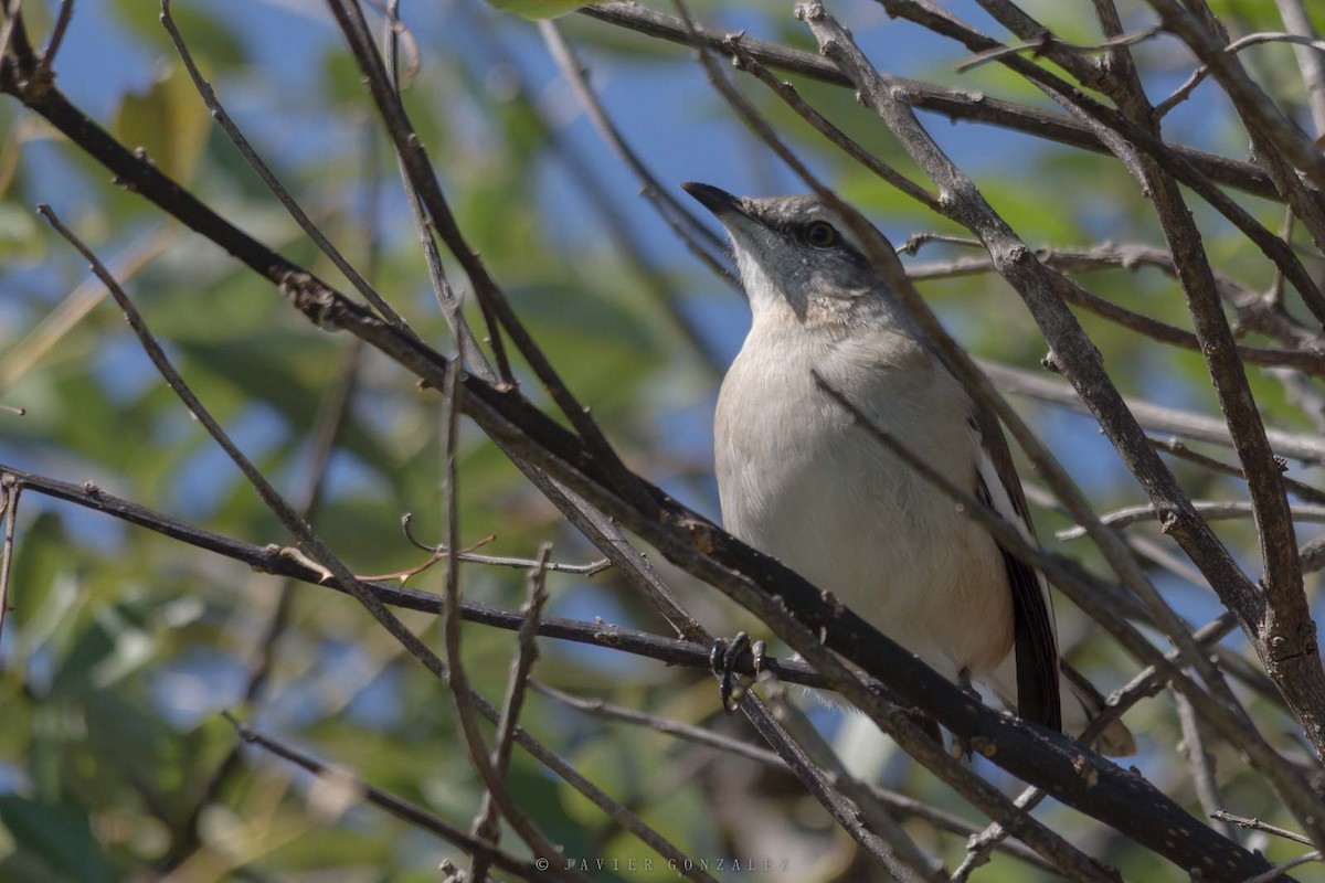 White-banded Mockingbird - ML641319836