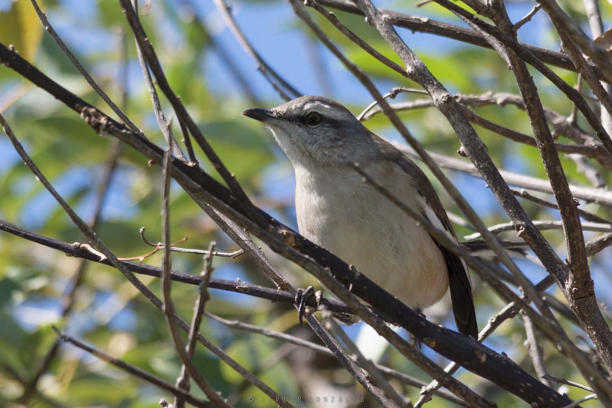 White-banded Mockingbird - ML641319837