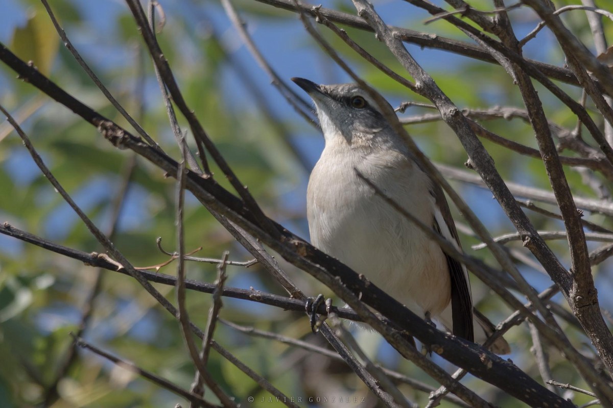White-banded Mockingbird - ML641319838