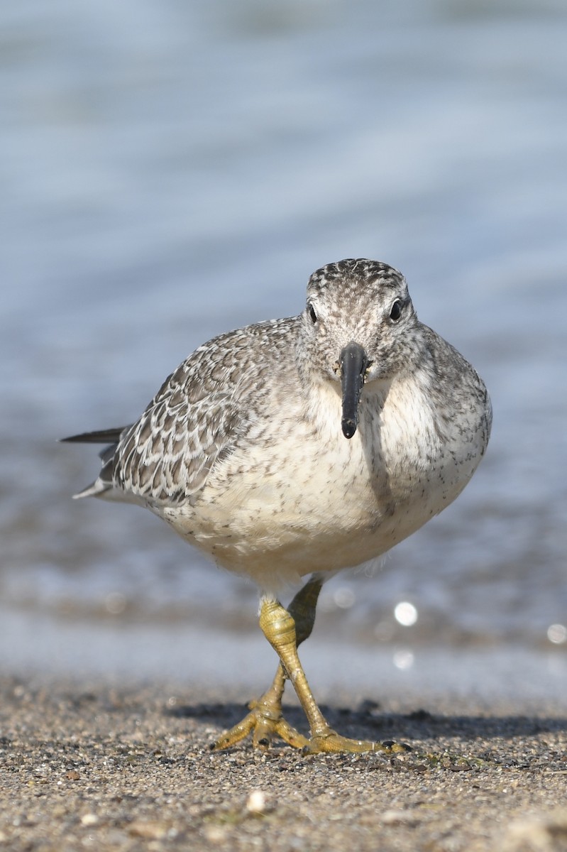Red Knot - ML641319865