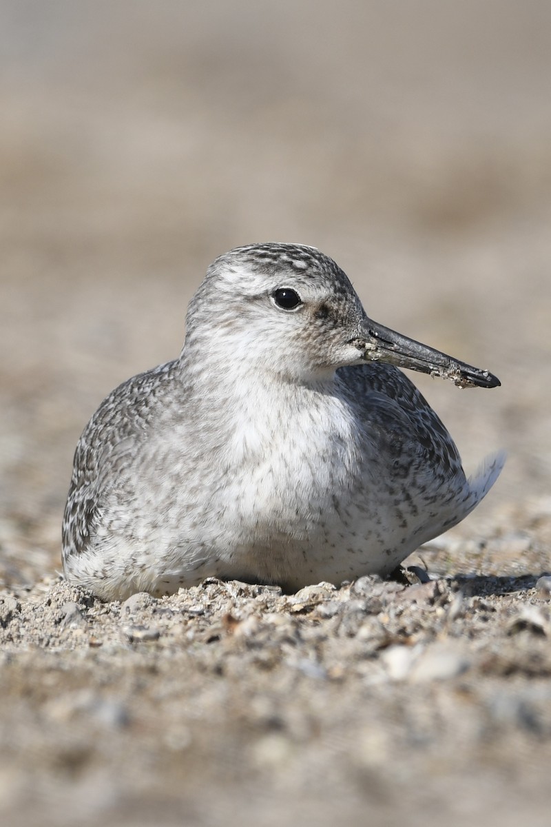 Red Knot - ML641319866